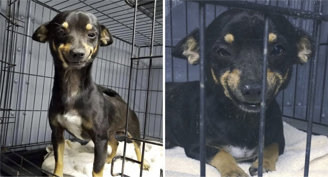 Chihuahua encontrou uma casa graças ao seu sorriso bonito e único.Apaixonante!