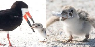 Fotógrafa registra ave alimentando filhote com cigarro