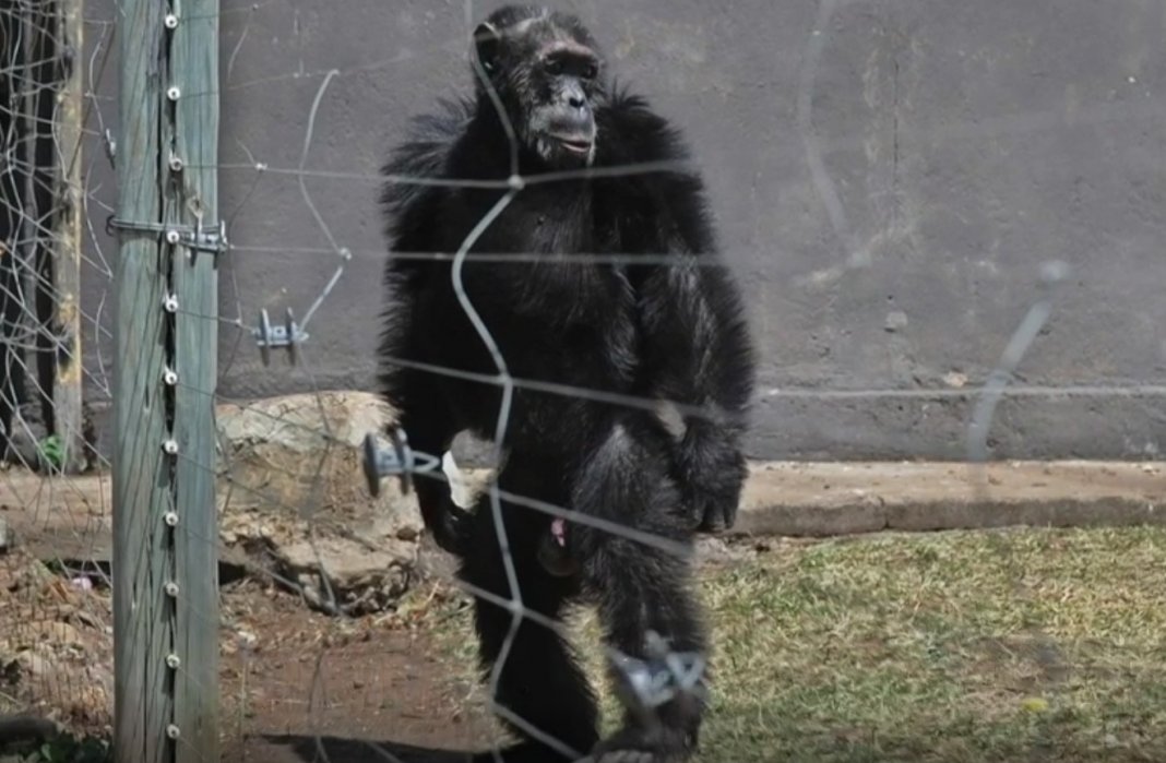 Após anos de maus-tratos, esses chimpanzés caminham como humanos