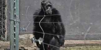 Após anos de maus-tratos, esses chimpanzés caminham como humanos