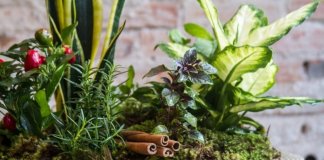 Aprenda fazer vasinho com 7 ervas para energizar o ambiente