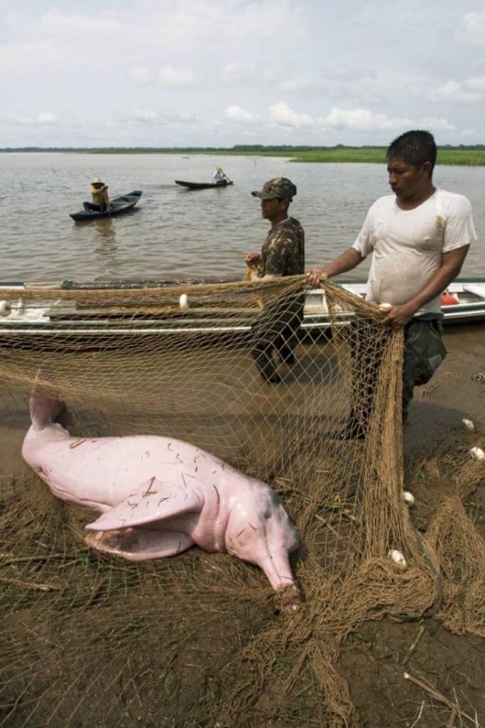 sabervivermais.com - Botos cor-de-rosa da amazônia, são capturados e usados como isca.