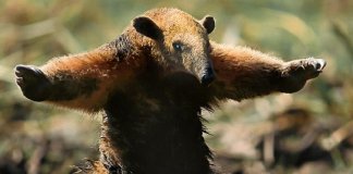 Foto de tamanduá cego fugindo do fogo na Amazônia comove a Web