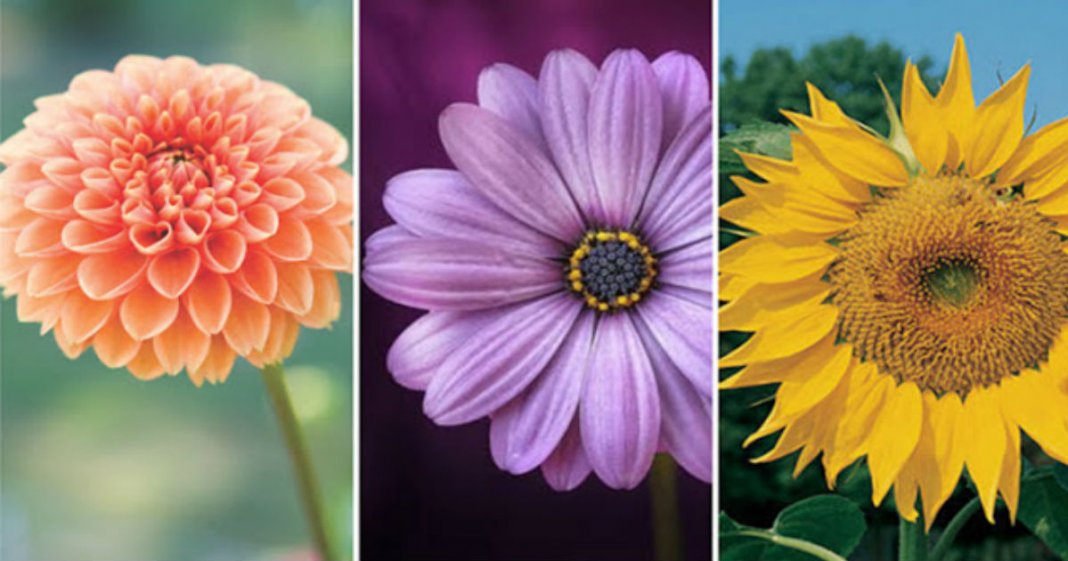 Escolha uma flor e aprenda algo sobre seus sentimentos