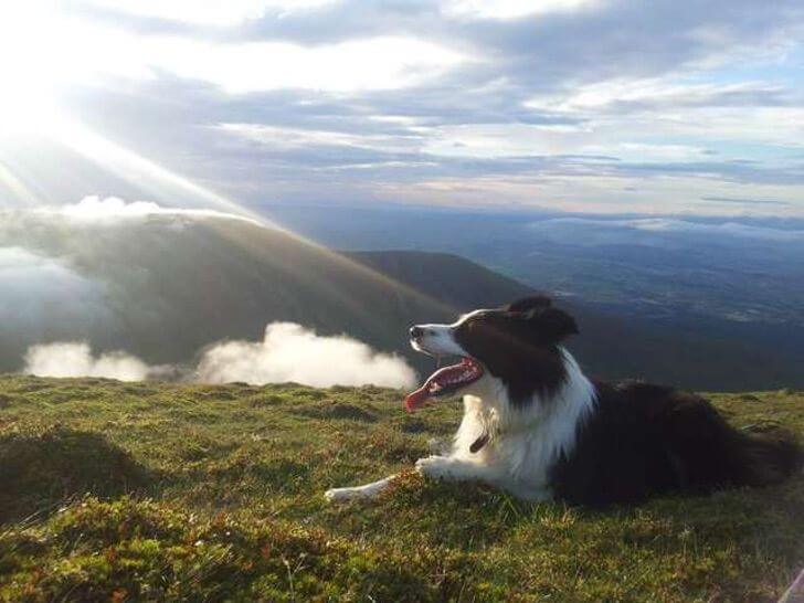 sabervivermais.com - Ele construiu uma bela casa com luzes e terraço para a seu cãozinho que ficava muito tempo sozinho