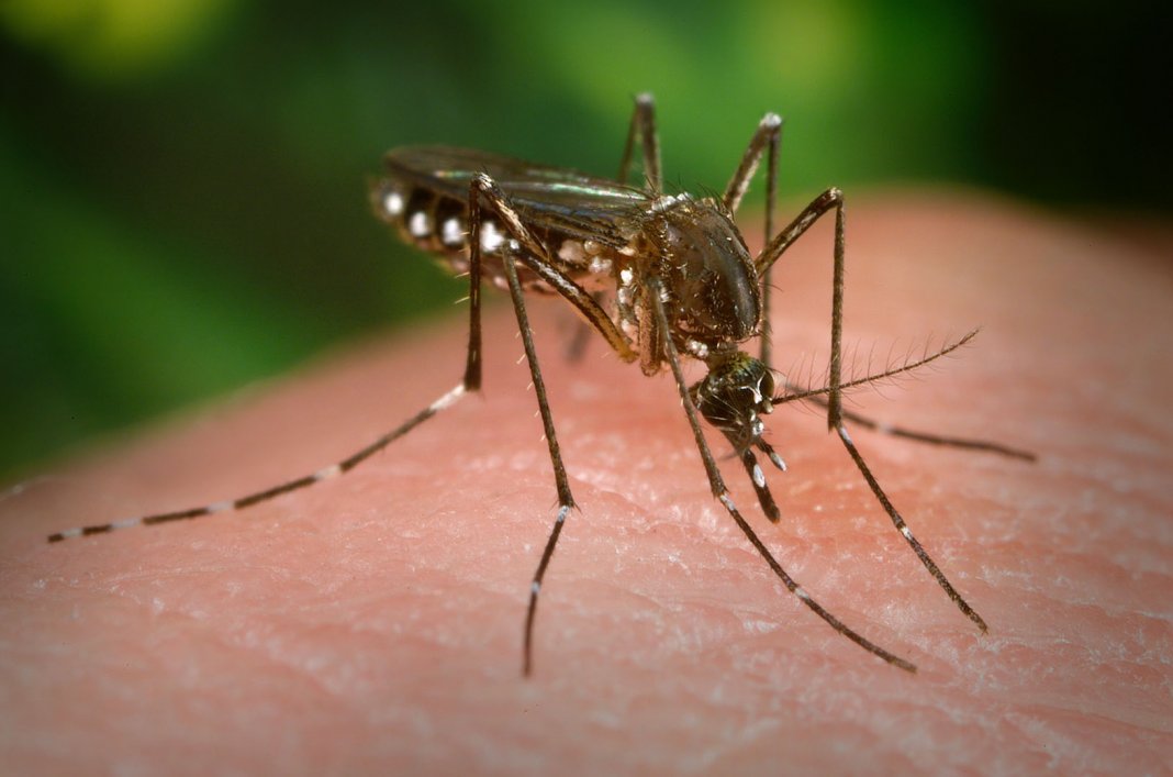 Amido de milho e tomilho, nova ARMA PARA COMBATER A DENGUE