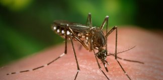 Amido de milho e tomilho, nova ARMA PARA COMBATER A DENGUE