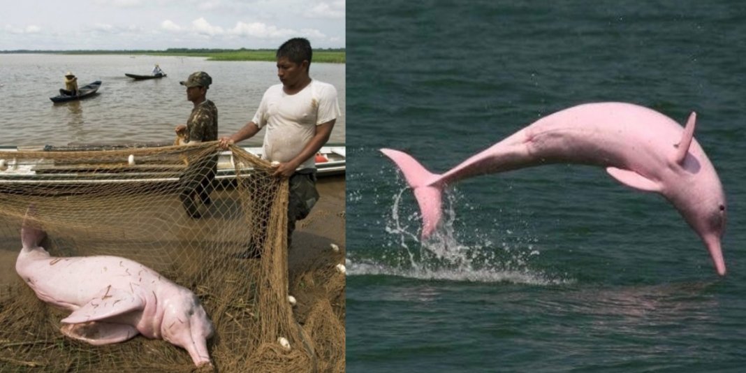 Botos cor-de-rosa da amazônia, são capturados e usados como isca.