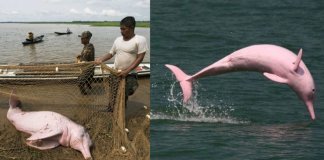 Botos cor-de-rosa da amazônia, são capturados e usados como isca.