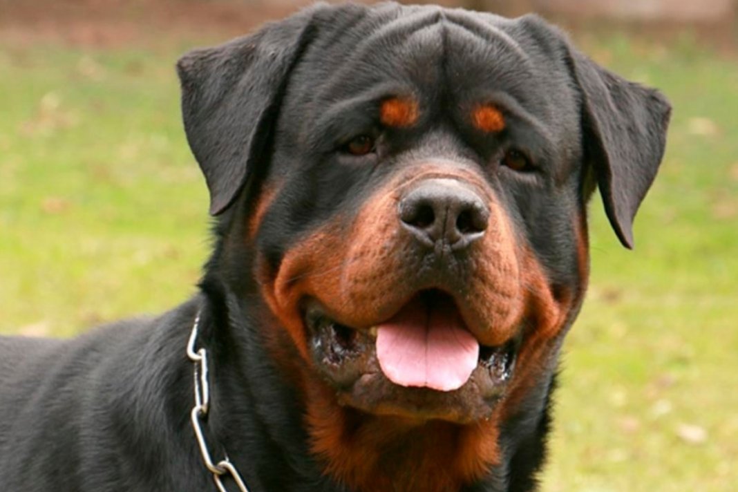 O cão da raça Rottweiler cuidou de um bebê abandonado a noite toda. Seu calor salvou sua vida