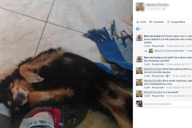 sabervivermais.com - Estilista encontrou seu cão perdido há 6 anos, após ver uma fotografia no Facebook