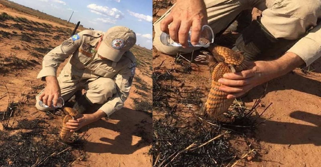 Bombeiro dá água a filhote de tatu em mata devastada por incêndio no MT