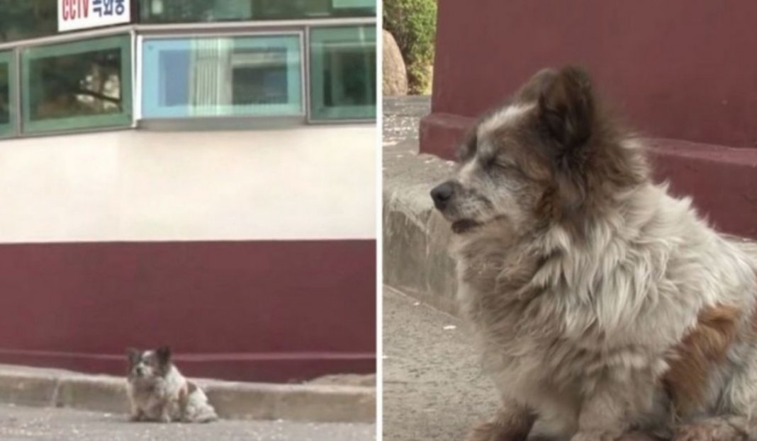 Há 10 anos, cãozinho cego espera pelo seu dono em frente ao mesmo edifício