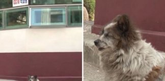 Há 10 anos, cãozinho cego espera pelo seu dono em frente ao mesmo edifício