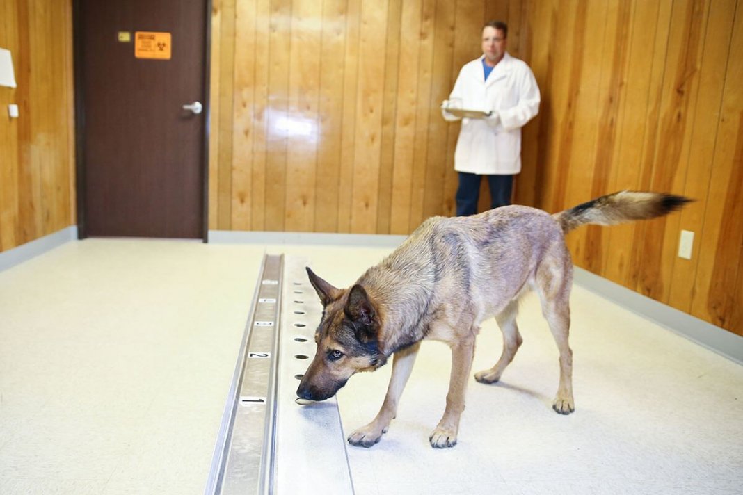 Cães podem farejar câncer no sangue com precisão de quase 97%, mostra estudo