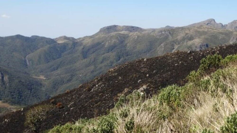 sabervivermais.com - No lugar do verde escuro e som de pássaros, animais carbonizados, é assim que biólogo descreve cenário apocalíptico pós queimadas