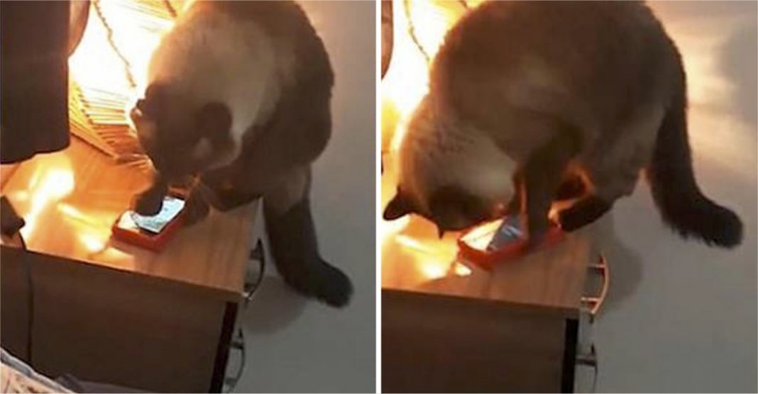 Mulher estava se atrasando para o trabalho e descobriu que gato estava desligando alarme