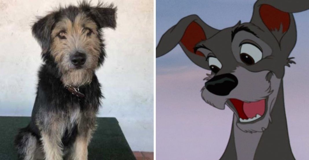 Este cãozinho vai estrelar uma nova versão de “A dama e o vagabundo”. Foi adotado pela Disney