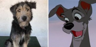 Este cãozinho vai estrelar uma nova versão de “A dama e o vagabundo”. Foi adotado pela Disney