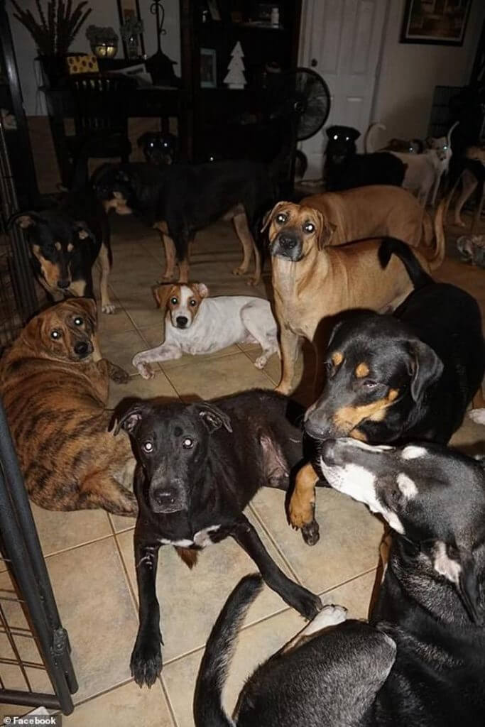 sabervivermais.com - Mulher salva 97 cães de rua que iriam morrer no furacão Dorian.