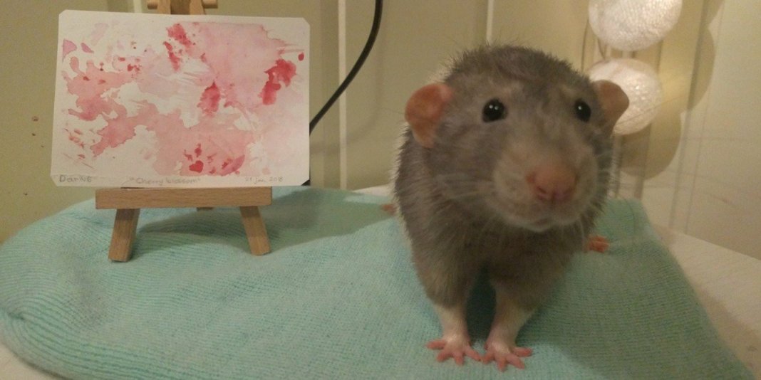 Estudante de arte treina seu ratinho de estimação para pintar com as patas. As telas são verdadeiras obras de arte!