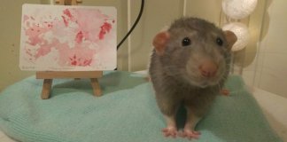Estudante de arte treina seu ratinho de estimação para pintar com as patas. As telas são verdadeiras obras de arte!