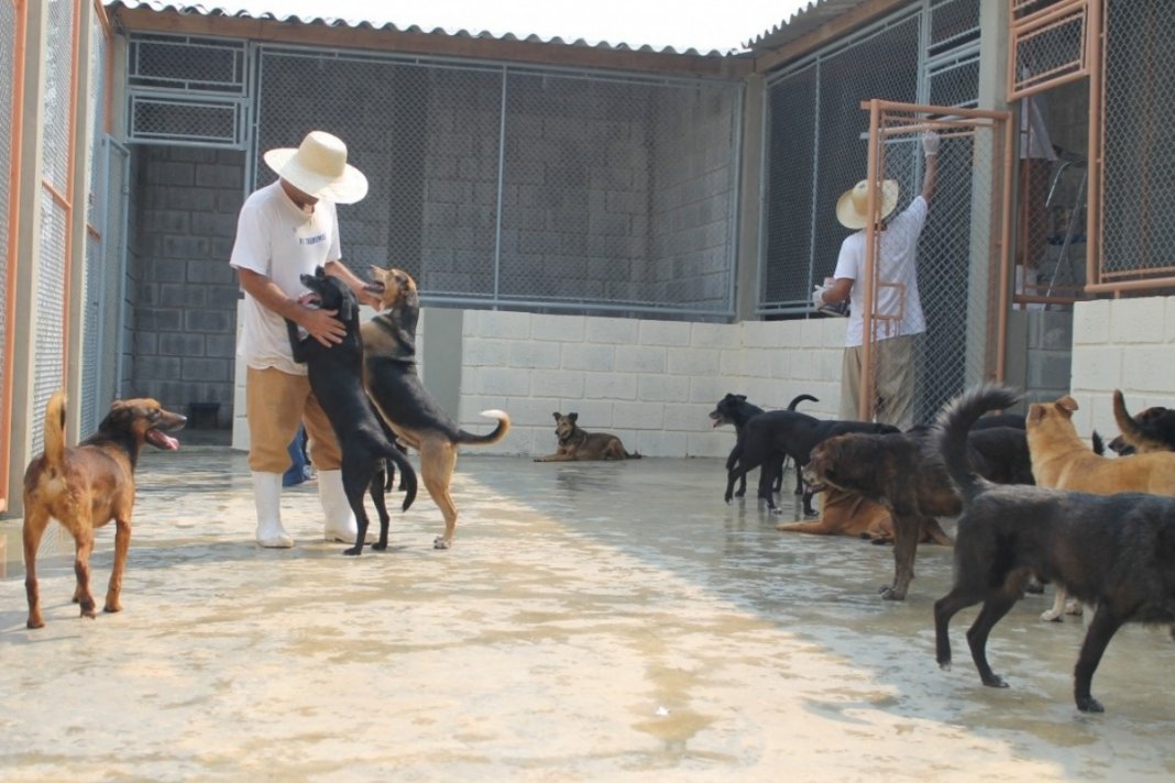 Uma idéia pioneira põe presos em ressocialização cuidando de cães e gatos abandonados