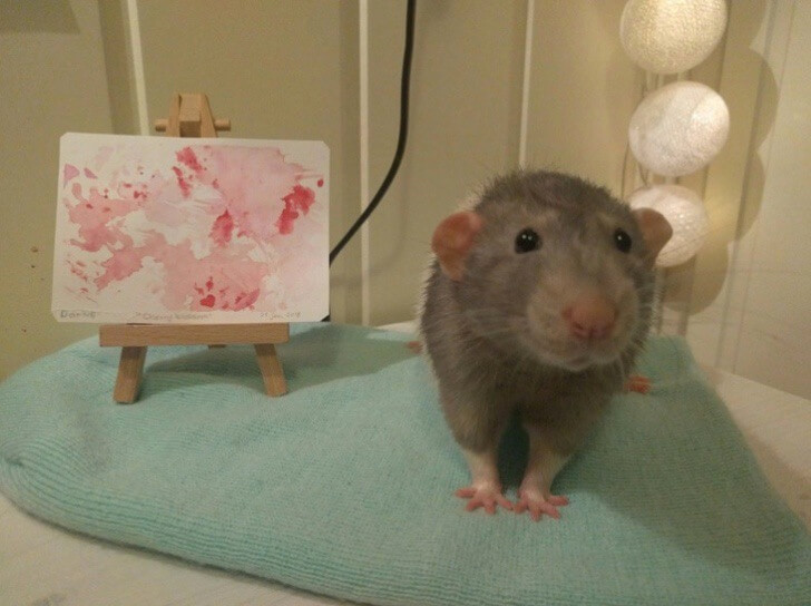 sabervivermais.com - Estudante de arte treina seu ratinho de estimação para pintar com as patas. As telas são verdadeiras obras de arte!