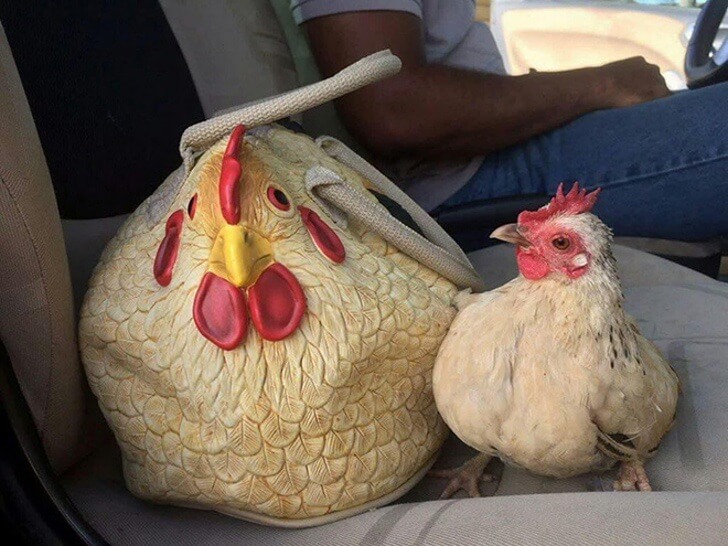 sabervivermais.com - Adeus Louis Vuitton e Gucci: esta nova bolsa em forma de galinha é a última sensação!