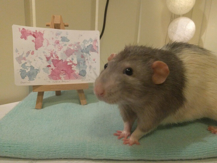 sabervivermais.com - Estudante de arte treina seu ratinho de estimação para pintar com as patas. As telas são verdadeiras obras de arte!