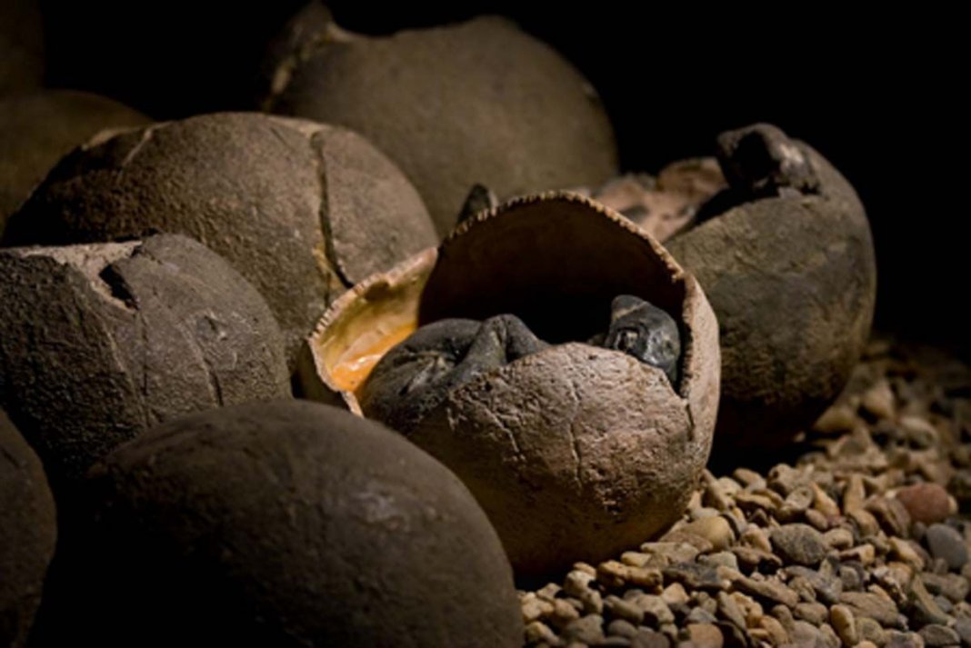 Garoto encontra acidentalmente ovos de dinossauro de 66 milhões de anos