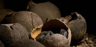 Garoto encontra acidentalmente ovos de dinossauro de 66 milhões de anos