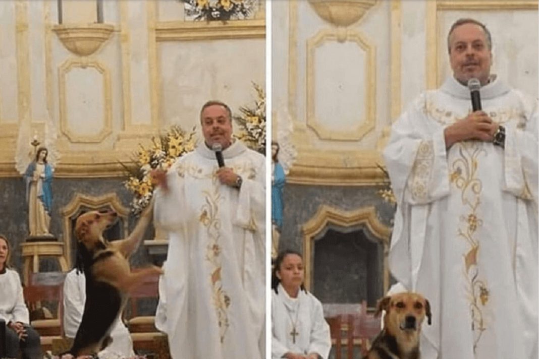 Padre resgata cães de rua e os leva na missa para serem adotados