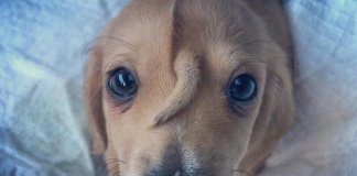 Cãozinho com rabinho “extra” na testa é resgatado nos Estados Unidos