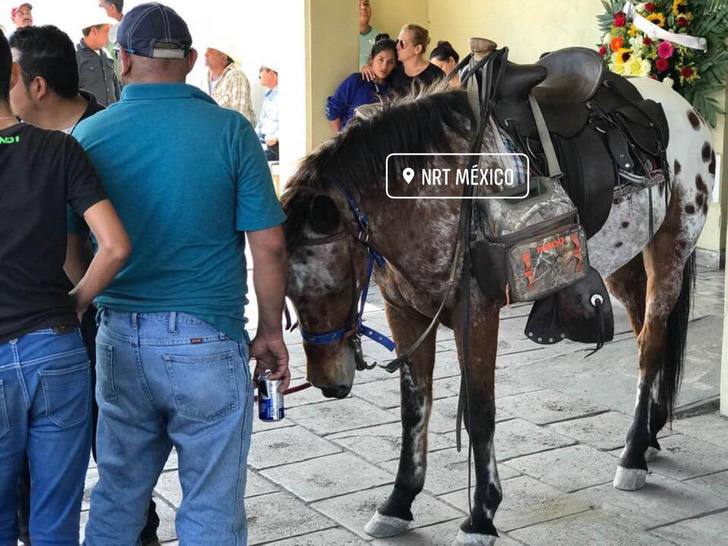 sabervivermais.com - Cavalo "chorou" na porta do funeral de seu dono. Ele parece entender que ele perdeu para sempre