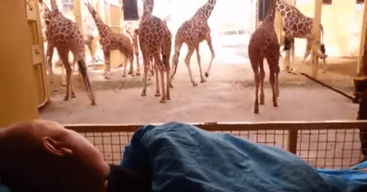 sabervivermais.com - Girafa se despede de seu cuidador com um beijo carinhoso. Foi a última vez que ele a viu