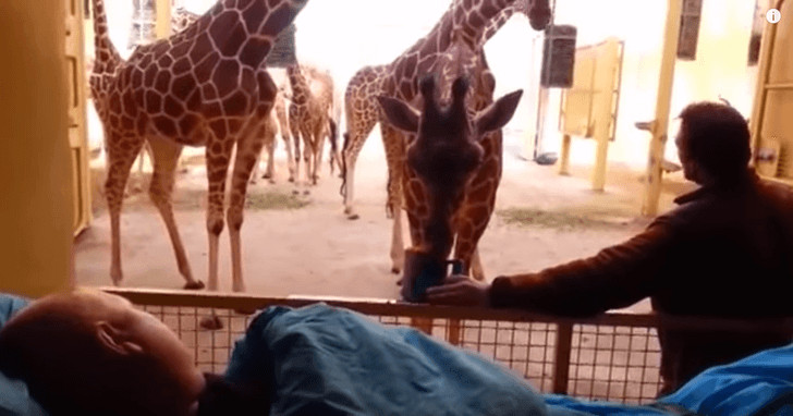 sabervivermais.com - Girafa se despede de seu cuidador com um beijo carinhoso. Foi a última vez que ele a viu