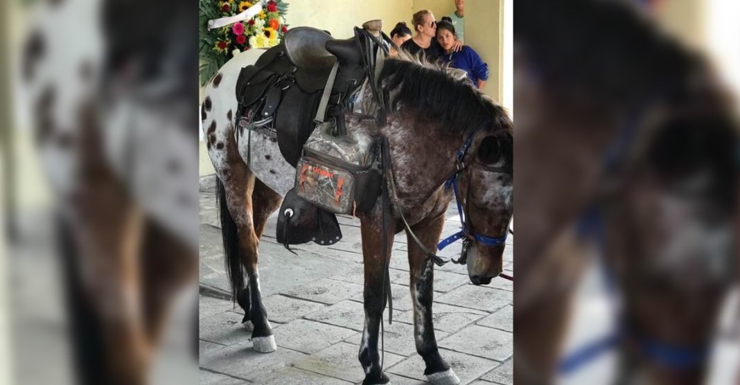 Cavalo “chorou” na porta do funeral de seu dono. Ele parece entender que ele perdeu para sempre