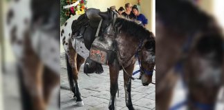 Cavalo “chorou” na porta do funeral de seu dono. Ele parece entender que ele perdeu para sempre