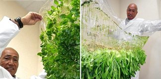 Os japoneses criaram uma técnica agrícola para cultivar sem terra.