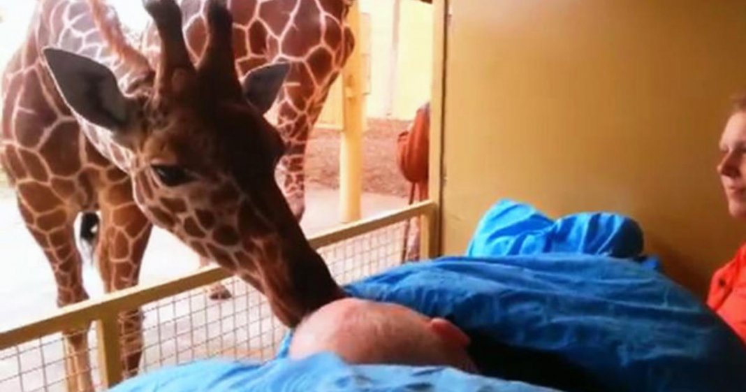 Girafa se despede de seu cuidador com um beijo carinhoso. Foi a última vez que ele a viu