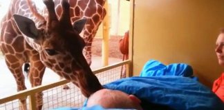 Girafa se despede de seu cuidador com um beijo carinhoso. Foi a última vez que ele a viu