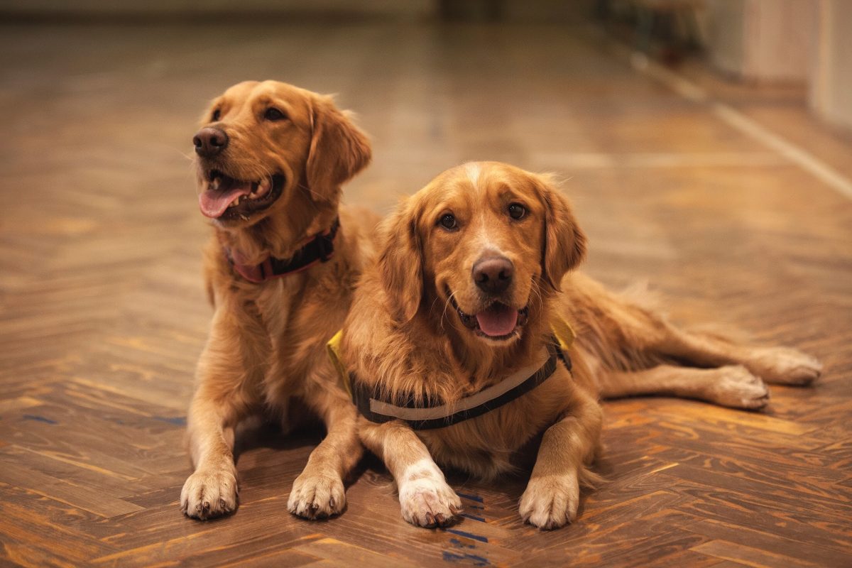 sabervivermais.com - Casal oferece 30 mil libras para quem cuidar de seus golden retrievers