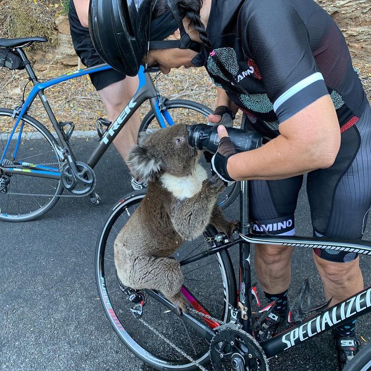 sabervivermais.com - Koala parou o ciclista e pediu água para aliviar o calor intenso.