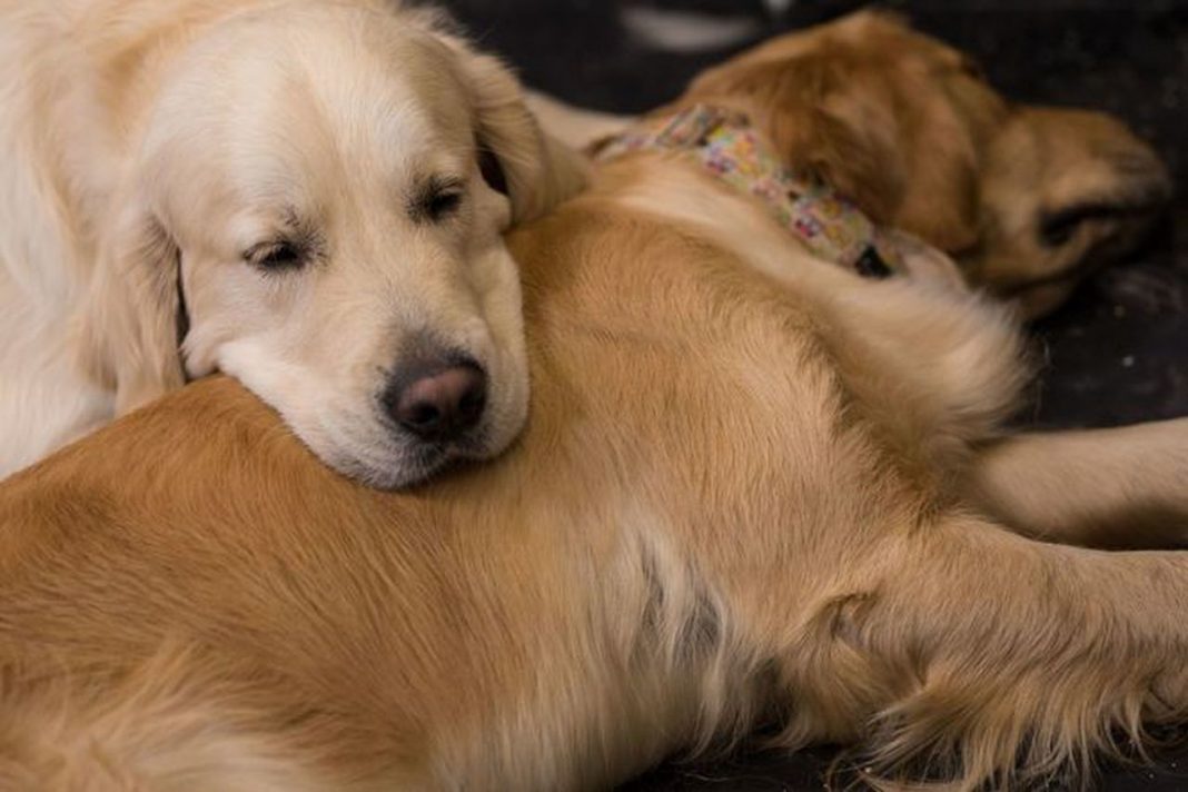 Casal oferece 30 mil libras para quem cuidar de seus golden retrievers