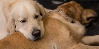 Casal oferece 30 mil libras para quem cuidar de seus golden retrievers