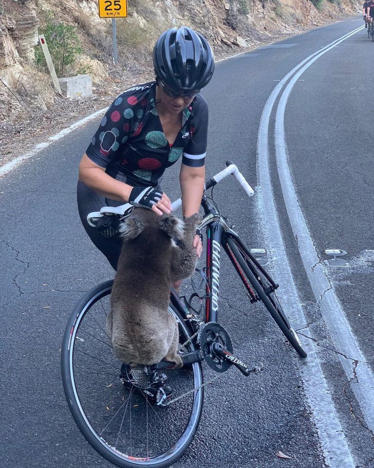 sabervivermais.com - Koala parou o ciclista e pediu água para aliviar o calor intenso.