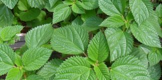 Conhecida como a “planta da juventude”: nutre, regenera e devolve o colágeno à pele!