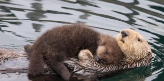 Para manter bebê lontra seco e protegido, mamãe flutua com ele no peito
