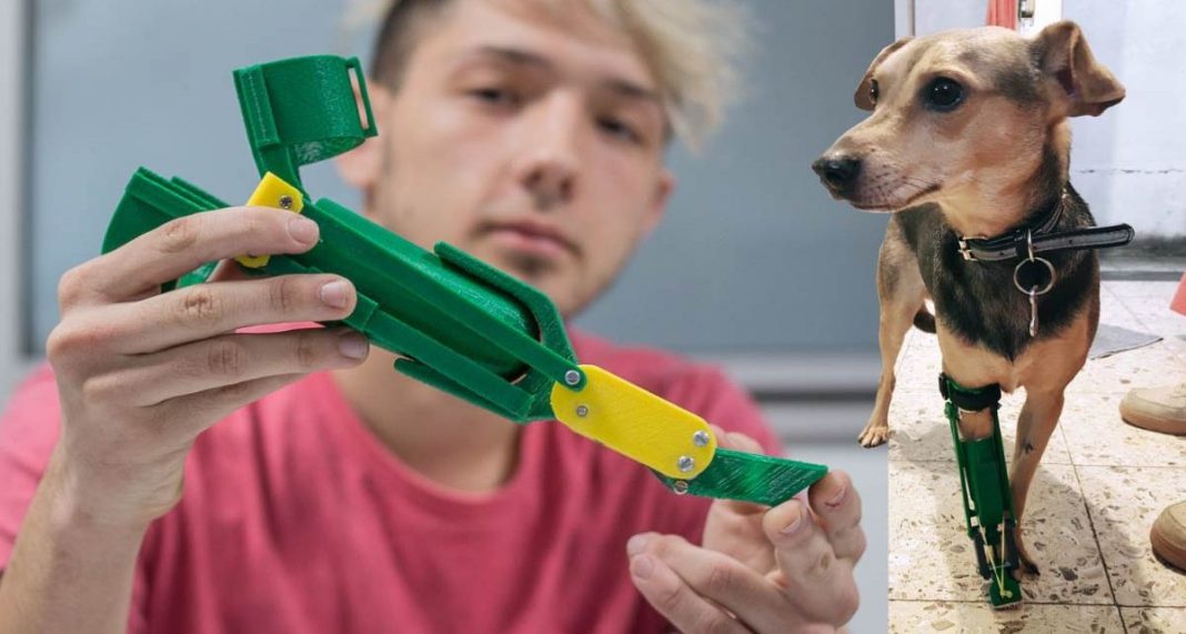 Rapaz de 18 anos fabrica próteses gratuitas para cachorros deficientes
